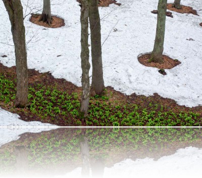 Gmerek Tomasz - Czosnek 2