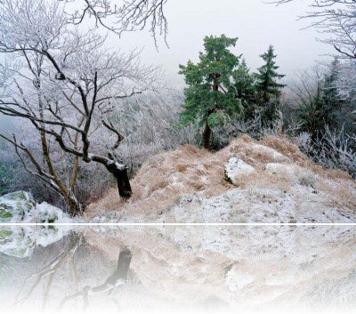 Gmerek Tomasz - Drzewa 2