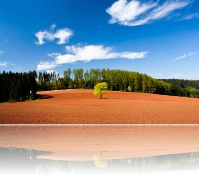 Gmerek Tomasz - Drzewo 2