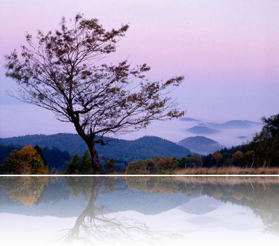 Gmerek Tomasz - Drzewo 3