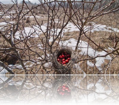 Gmerek Tomasz - Gniazdo