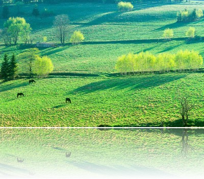 Gmerek Tomasz - Puchaczówka 1