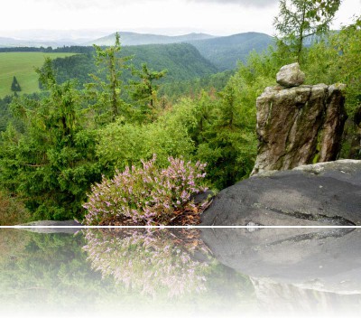 Gmerek Tomasz - Wrzos